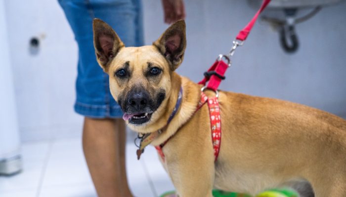 Prefeitura de Carpina inicia Campanha de Vacinação Antirrábica: 10,5 mil animais serão vacinados